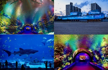 Discover the Wonders of New York Aquarium Discover the Wonders of New York Aquarium