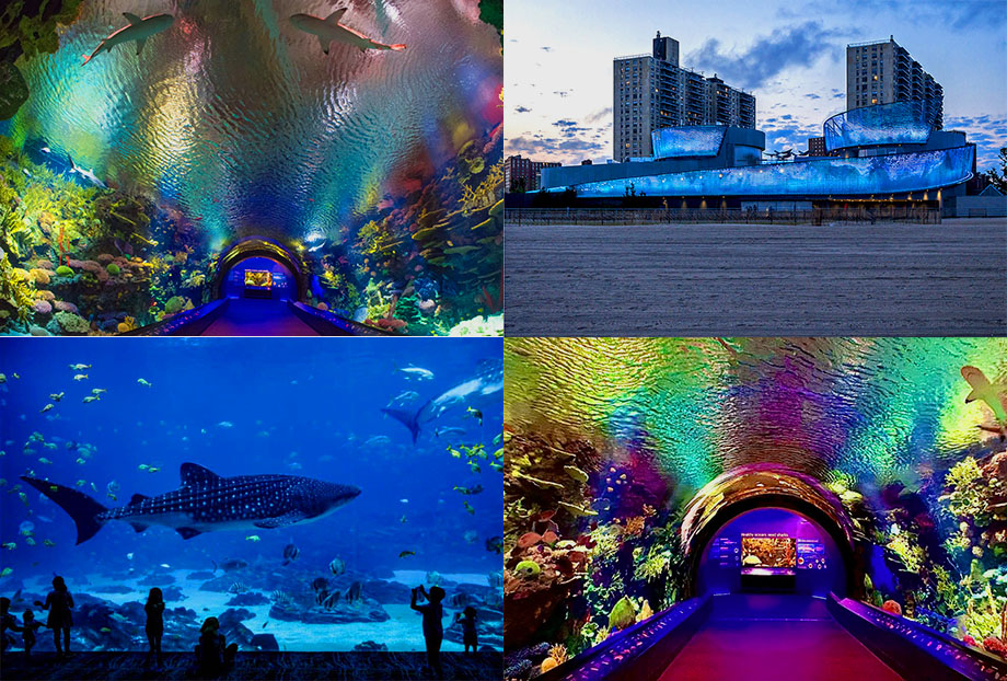 Discover the Wonders of New York Aquarium